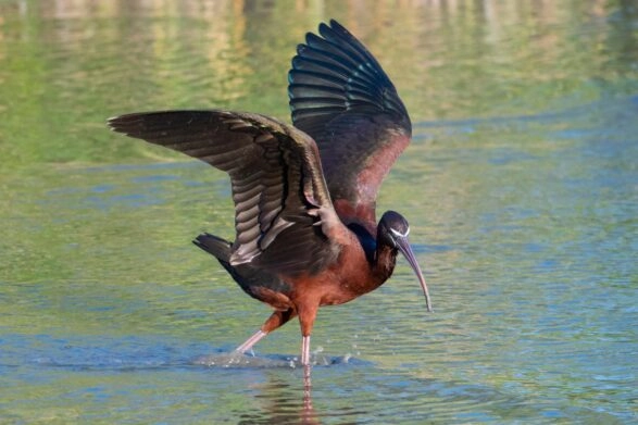 zwarte ibis