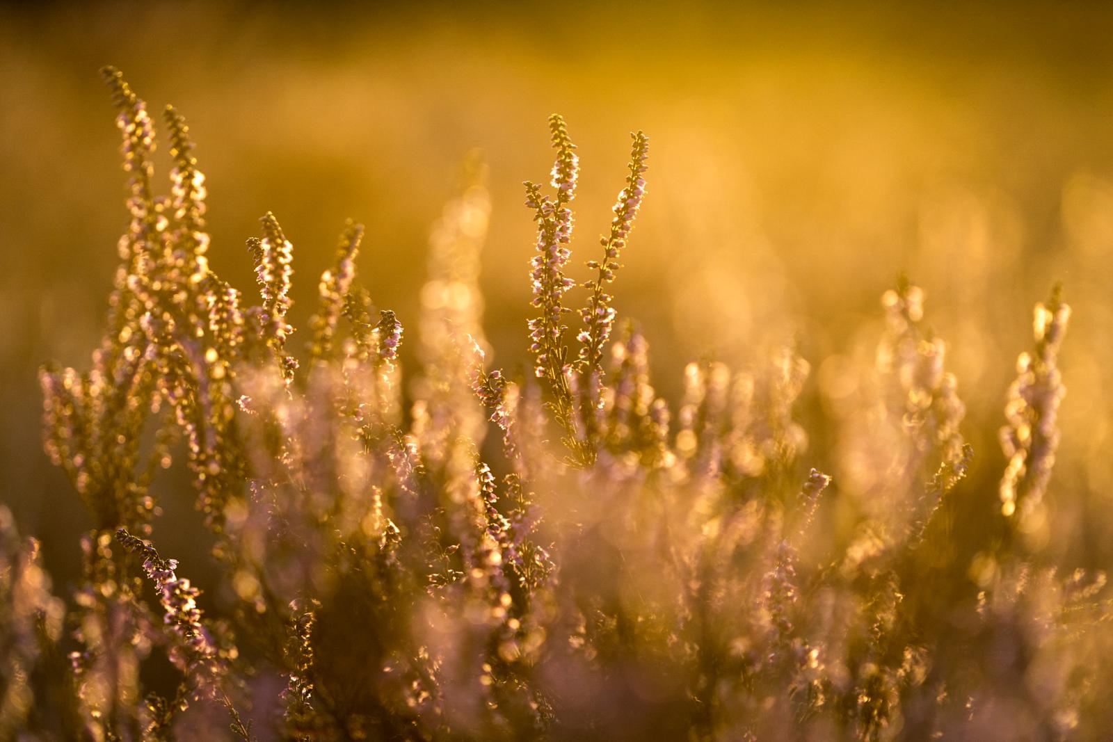 heide fotografie
