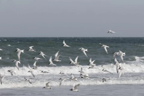 grote stern
