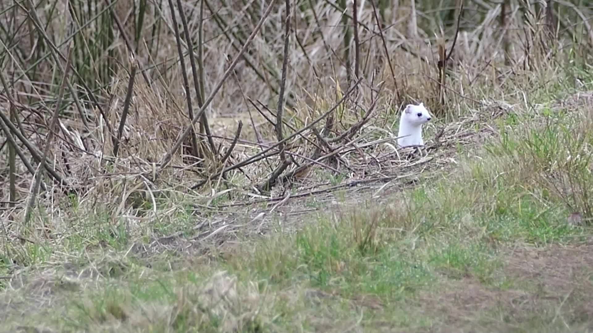 hermelijn in wintervacht