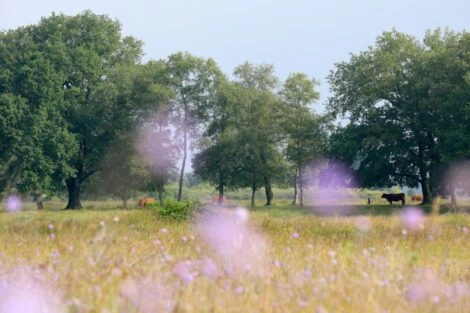 eexterveld video