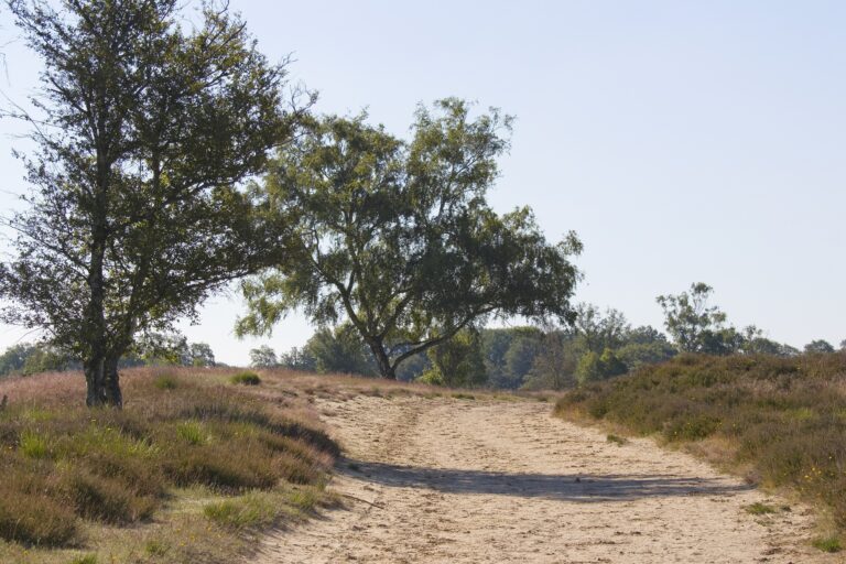 zandweg ballooërveld