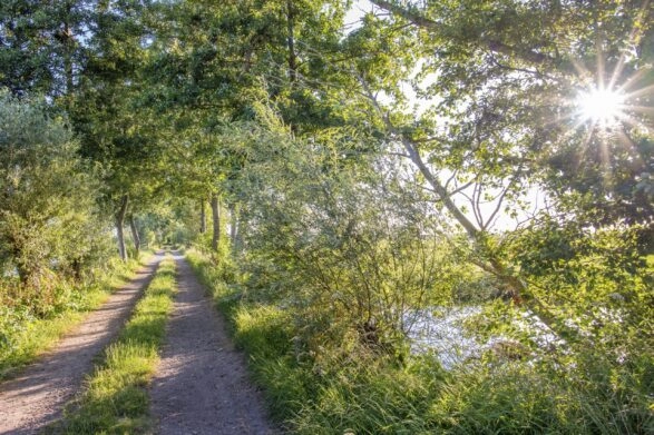 Wandelpad in de schaduw