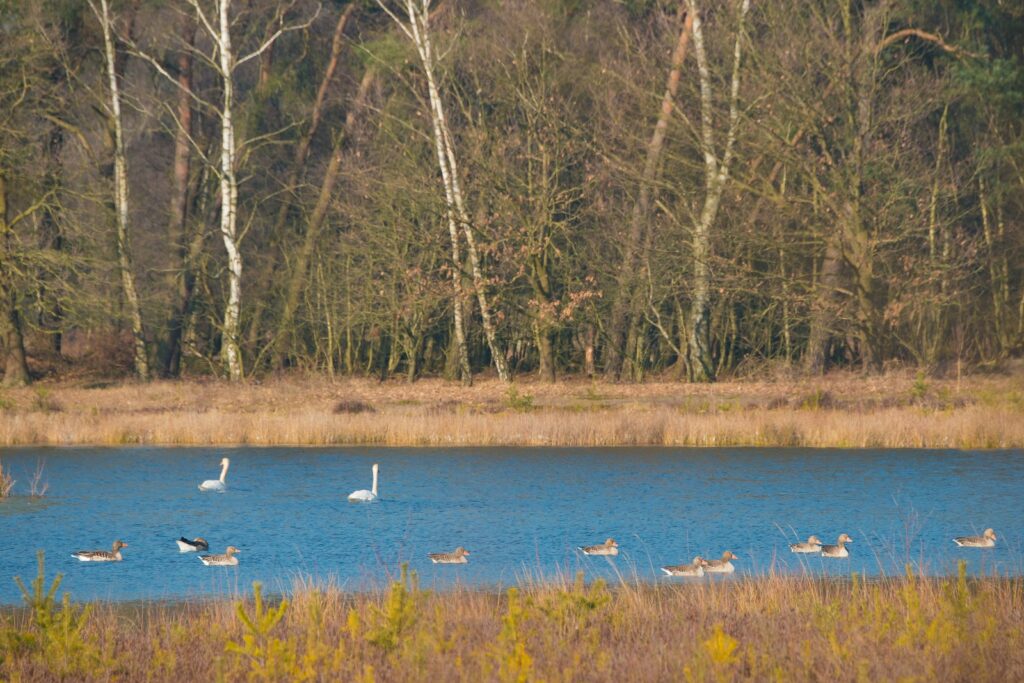 Reindersmeer in de Maasduinen