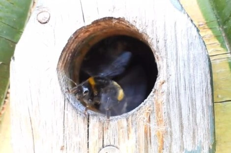 Aardhommel in nestkastje.