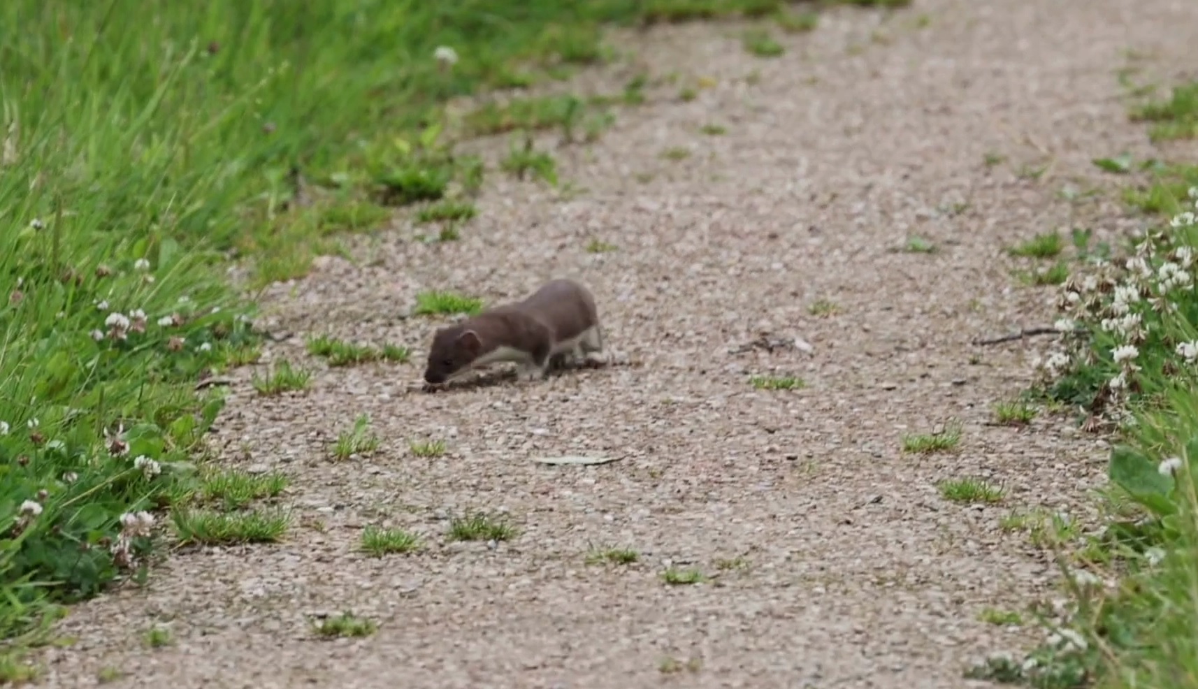 Hermelijn op een pad