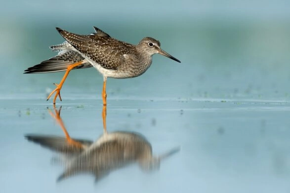 Tureluur in het water