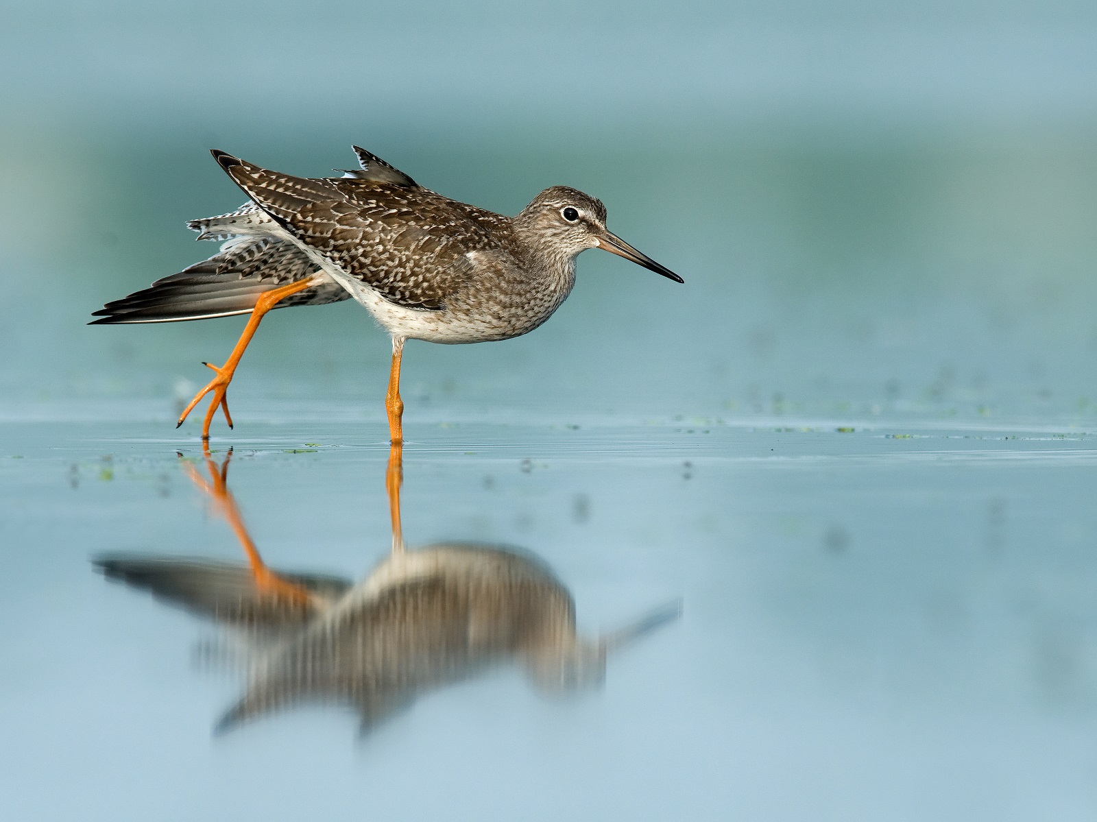 Tureluur in het water