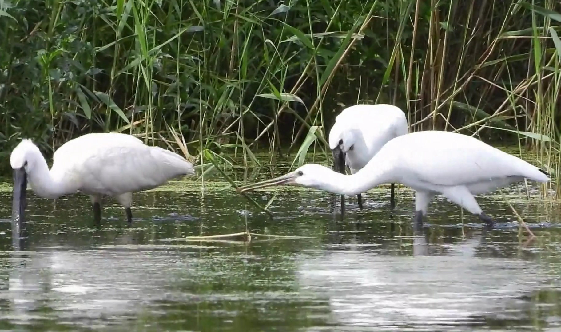 Jonge lepelaar bedelt om eten bij andere lepelaars