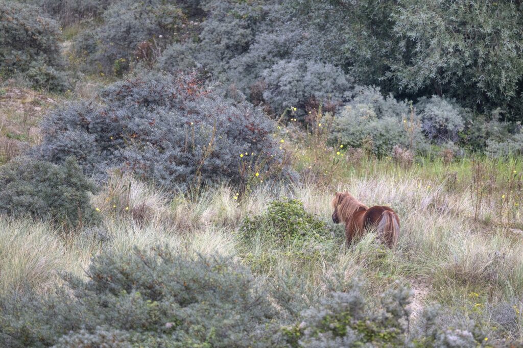 Konikpaard in de duinen