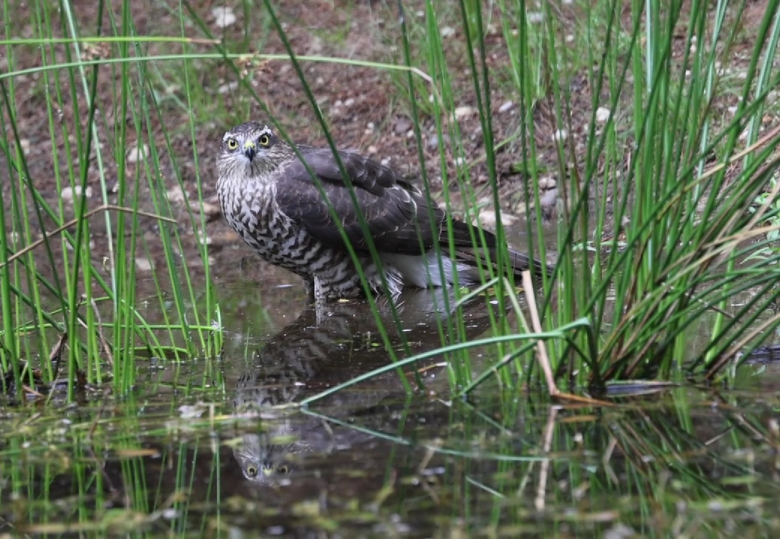 sperwer neemt een bad