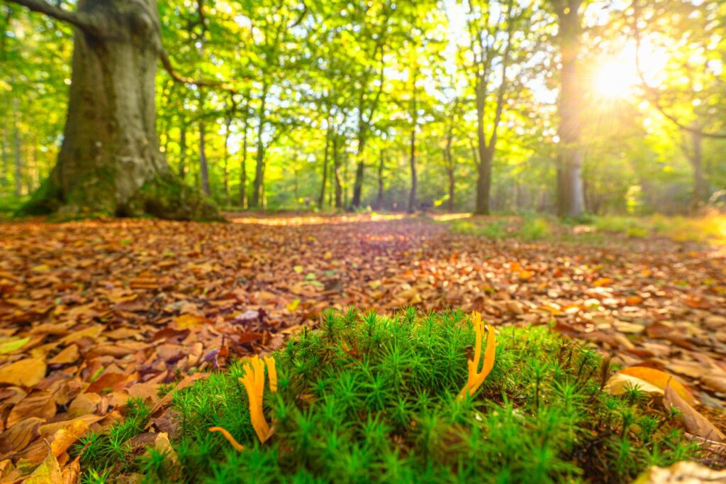 kleverig koraalzwammetje