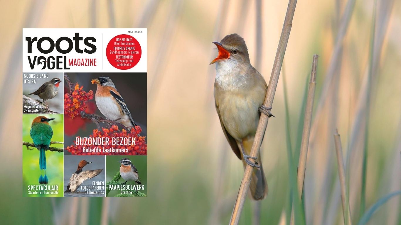Roots Vogelmagazine Najaar 2025