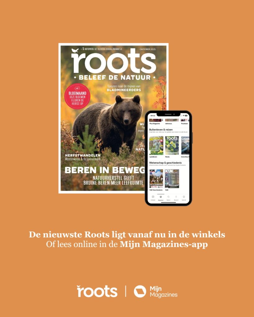 roots oktober