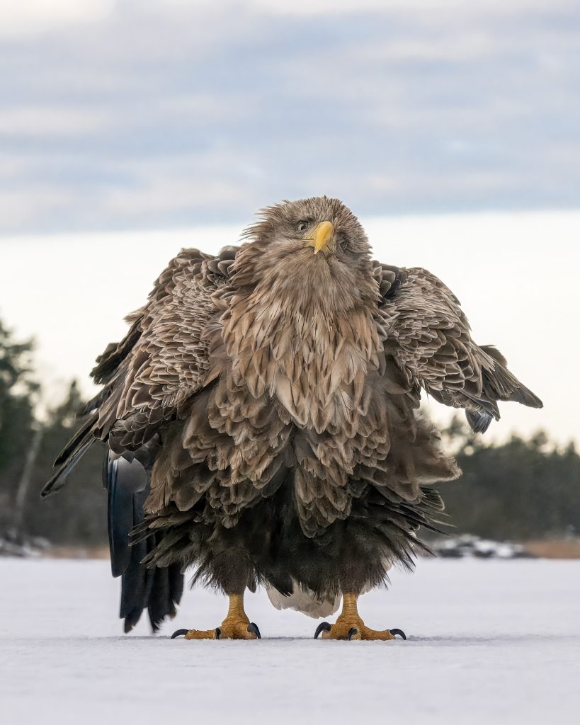 Nikon Comedy Wildlife Awards