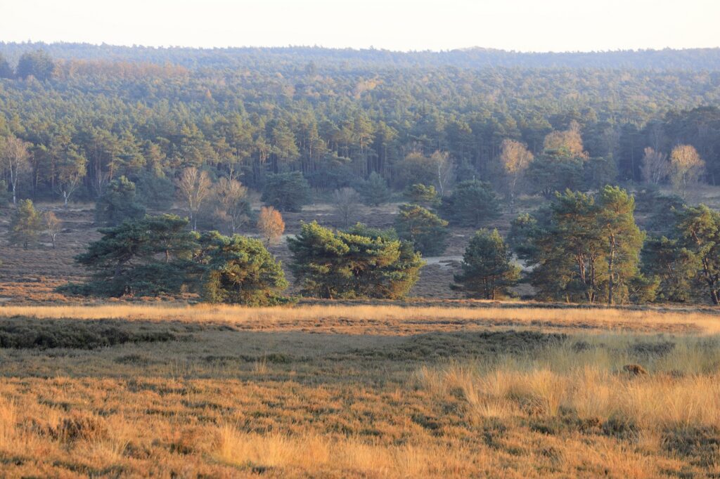 Zilvensche Heide op de Loenermark