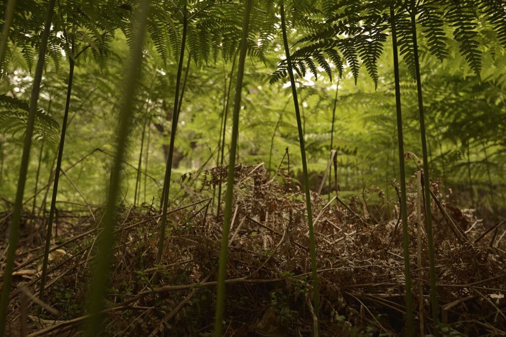 Adelaarsvaren volgroeid