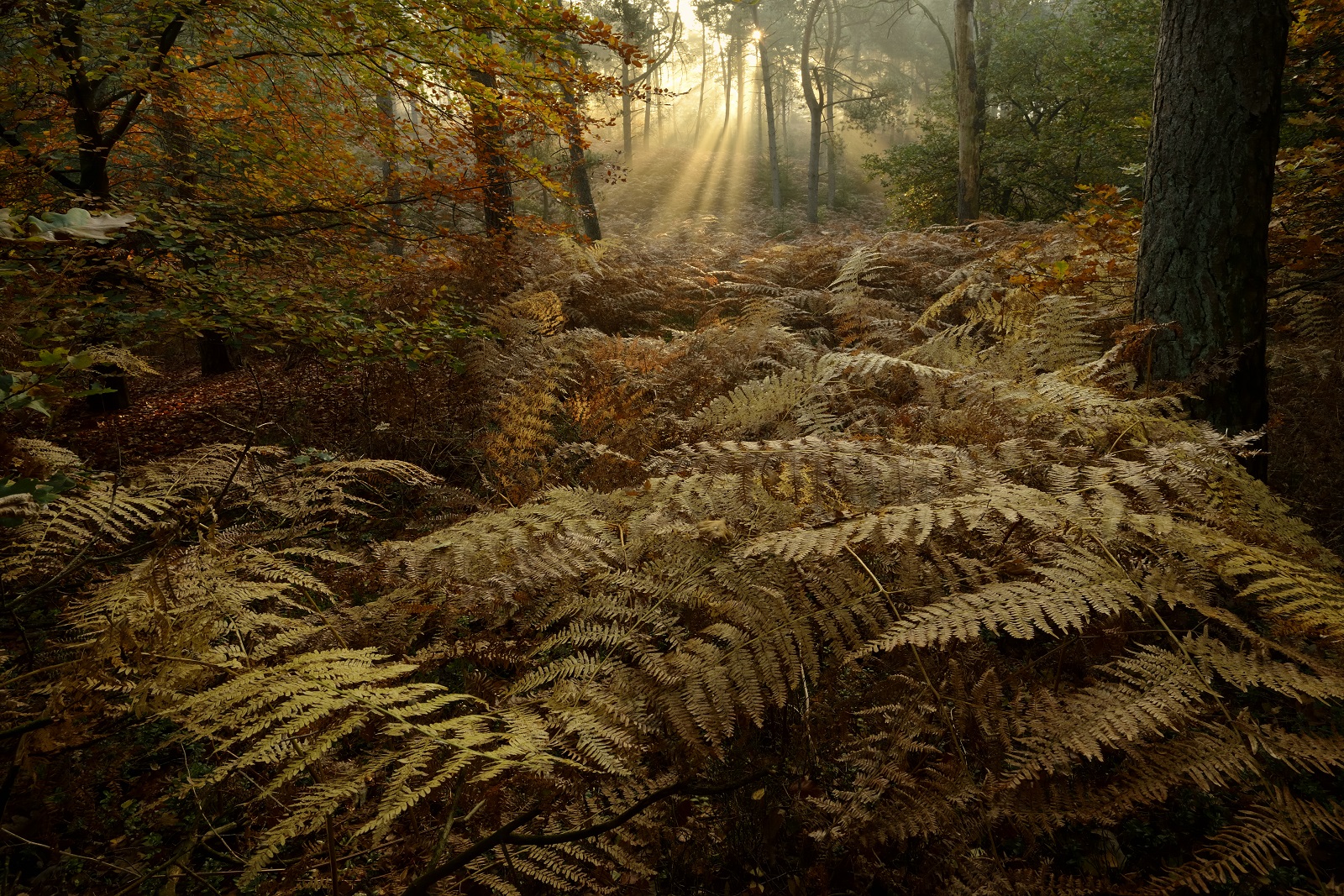 adelaarsvarens in het bos