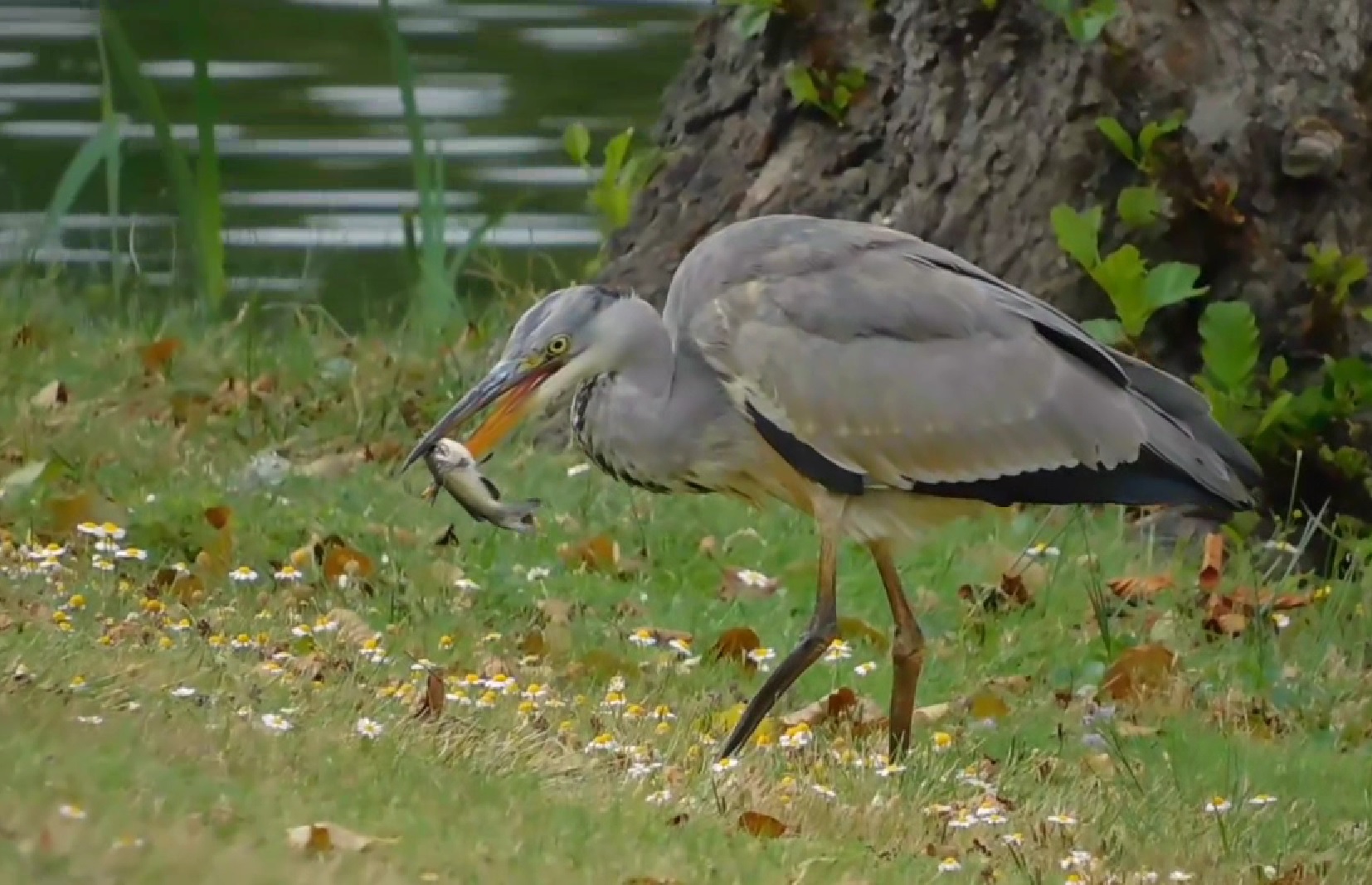 blauwe reiger eet visje