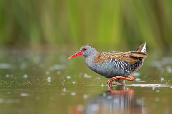 waterral in het water
