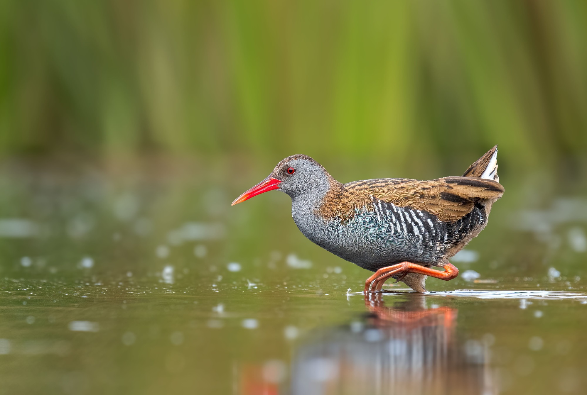 waterral in het water