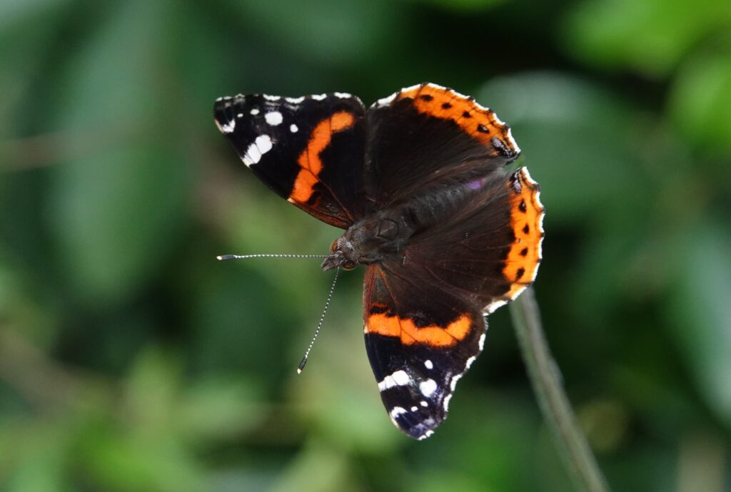 Fraaie najaarsvlinders