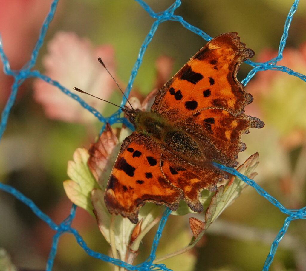 Fraaie najaarsvlinders