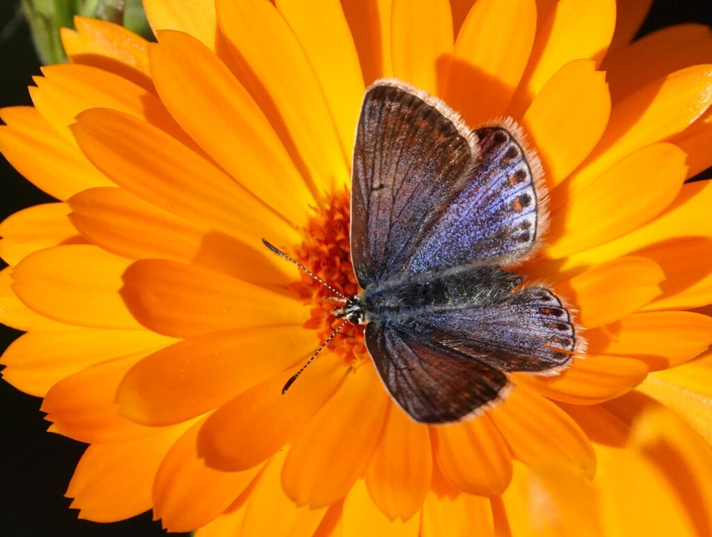 Fraaie najaarsvlinders