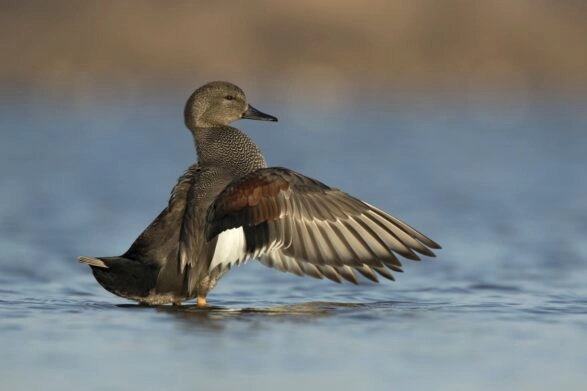krakeend op het water
