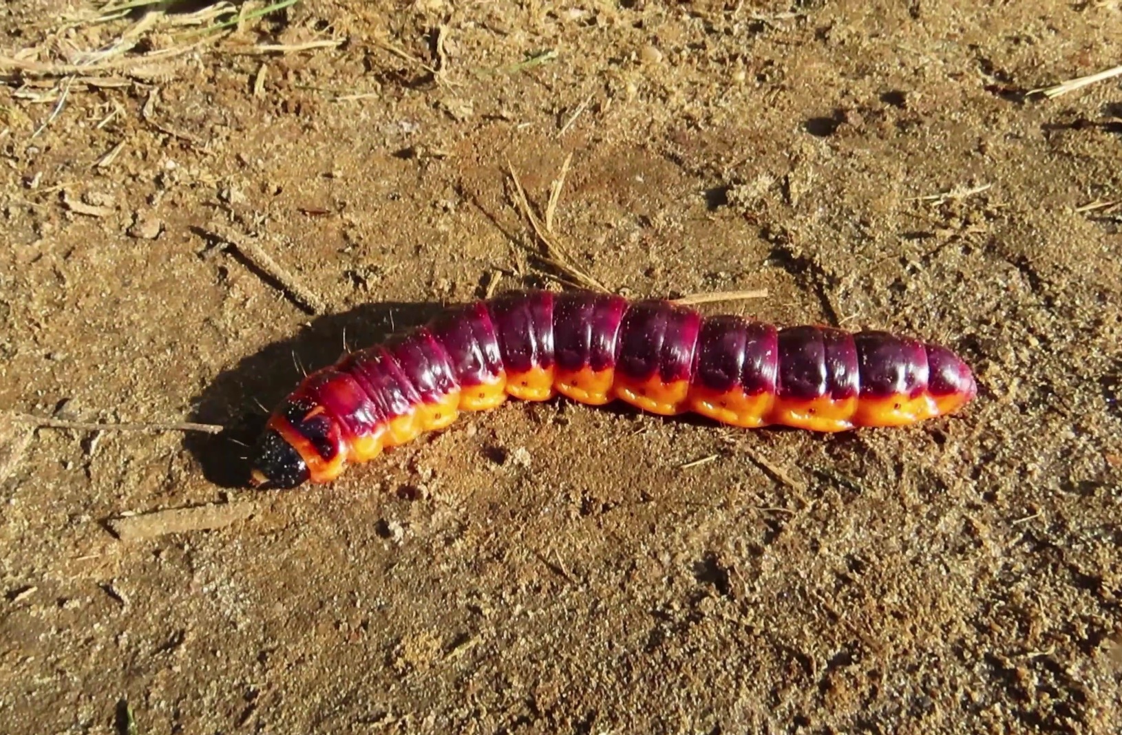 Rups van de wilgenhoutrups