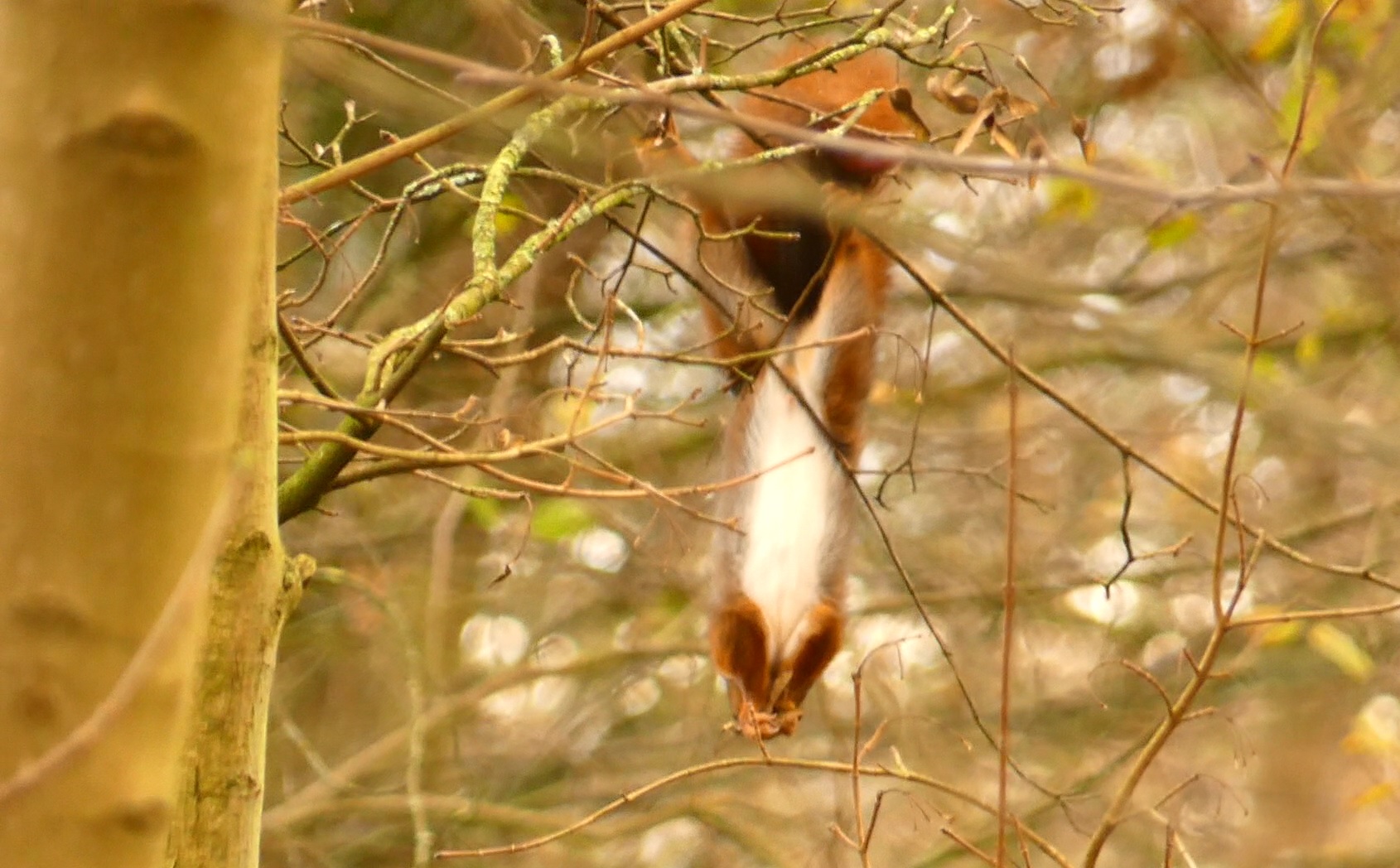 eekhoorn hangt in boom