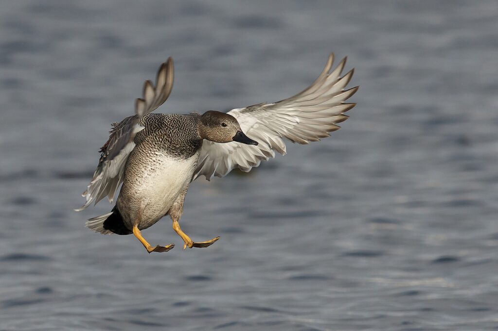 krakeend landt op het water