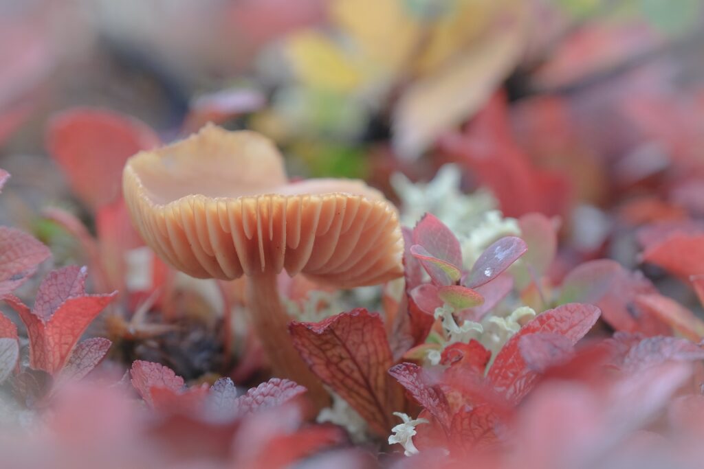 fopzwam rootsmagazine