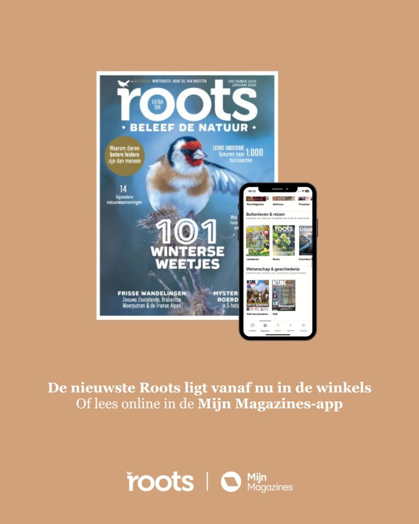 cover roots december 2025