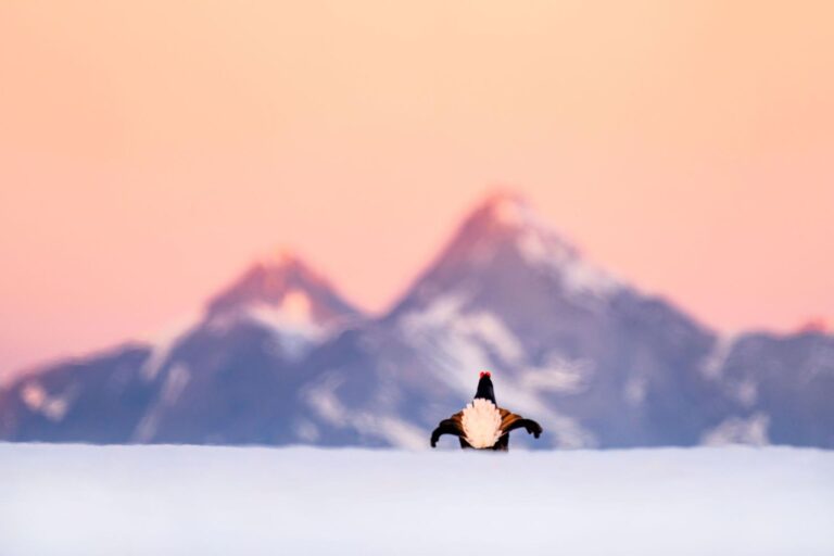 Lowland Photo Festival