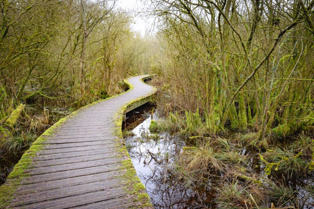 Moerasbos Moerputten