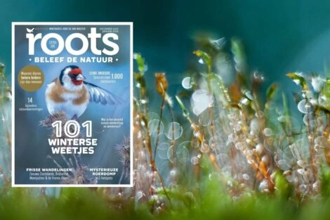 Roots december/januari 2025