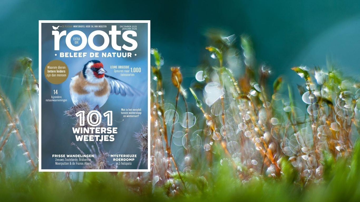 Roots december/januari 2025