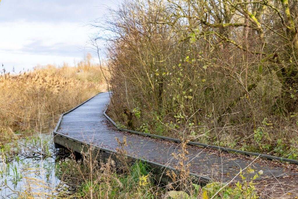 Vlonderpad in de Oostvaardersplassen, onderdeel van Boswachtersapd Roerdomp