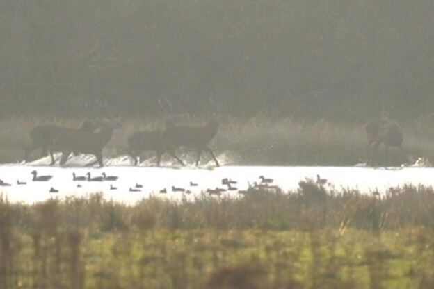Edelherten in het water