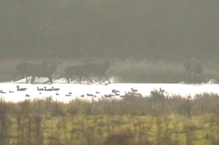 Edelherten in het water