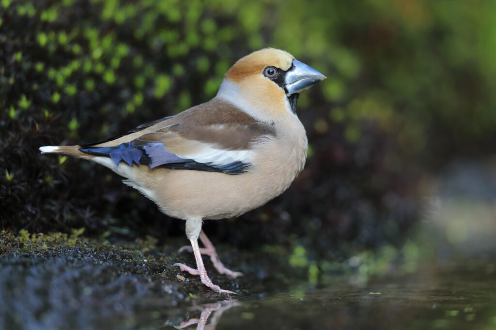 Lok meer vogels naar de tuin met water