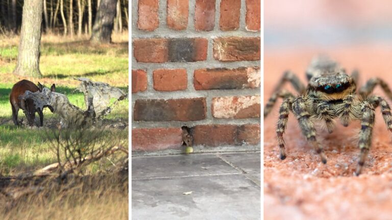 natuurshots van het jaar 2025