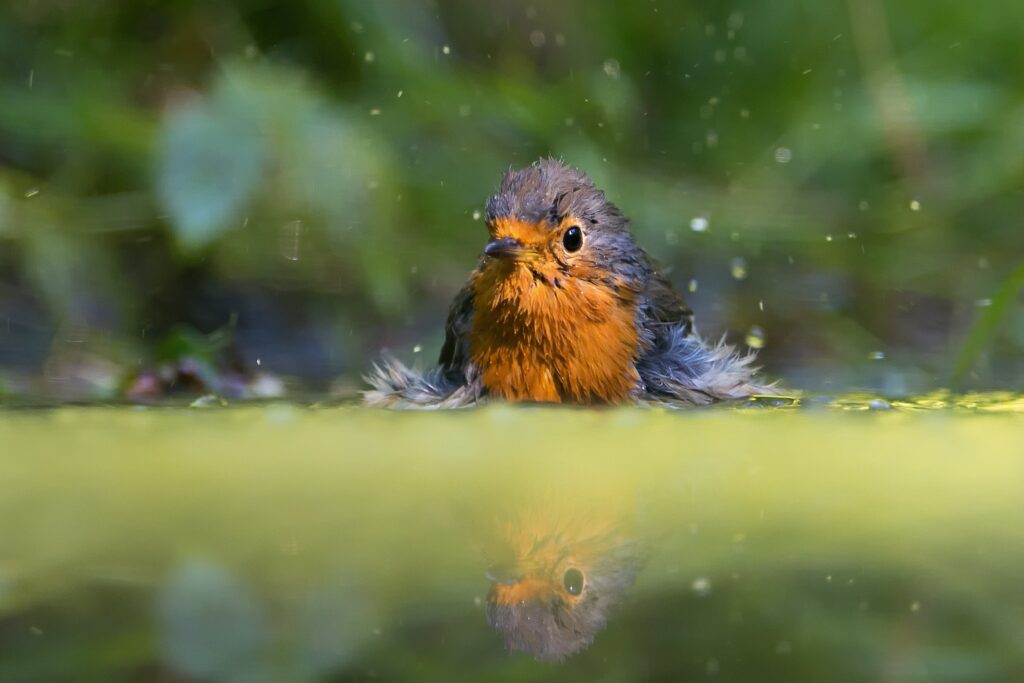 Lok meer vogels naar de tuin met water