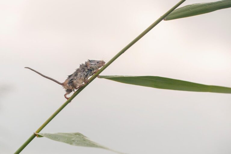 stormmuizen dwergmuis