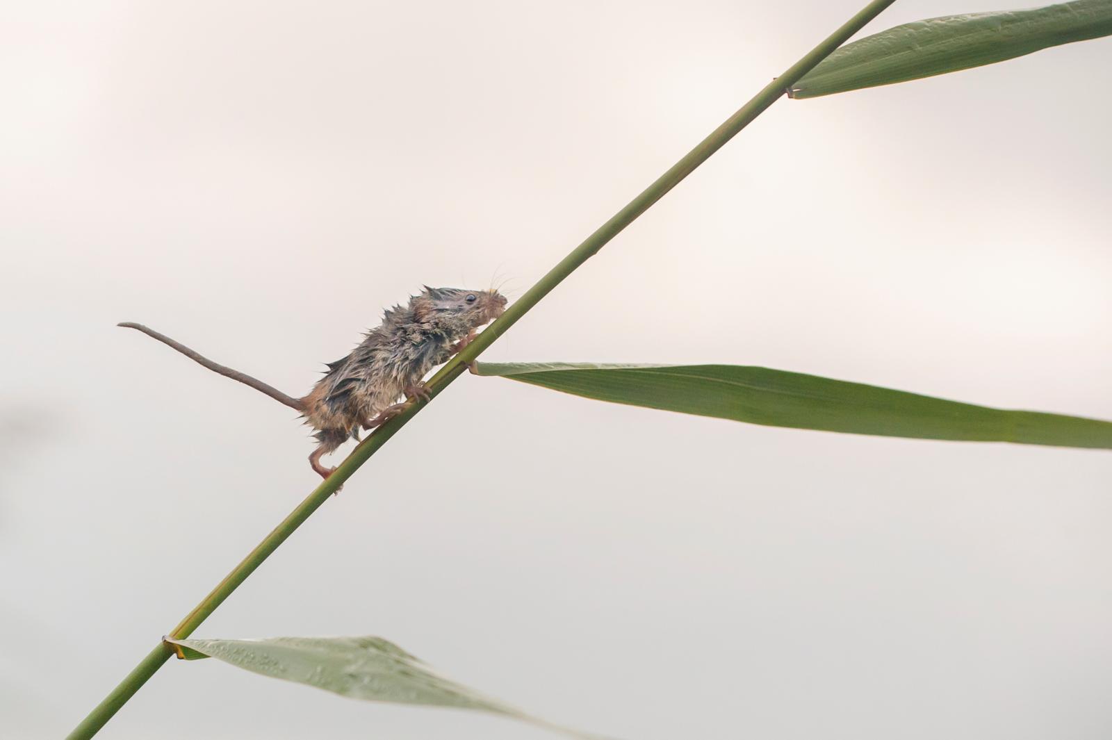 stormmuizen dwergmuis