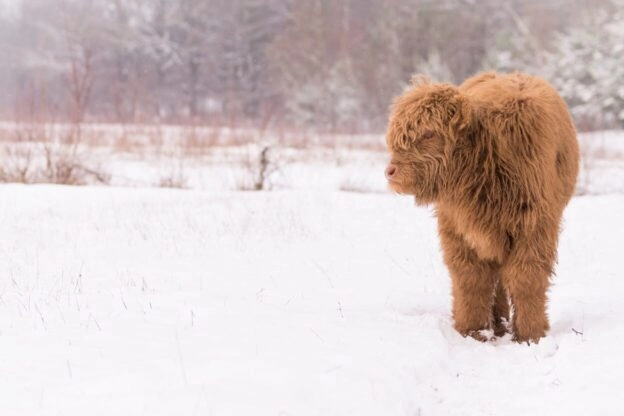 schotse hooglander in de sneeuw