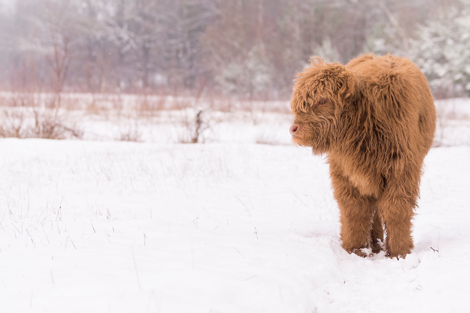 schotse hooglander in de sneeuw