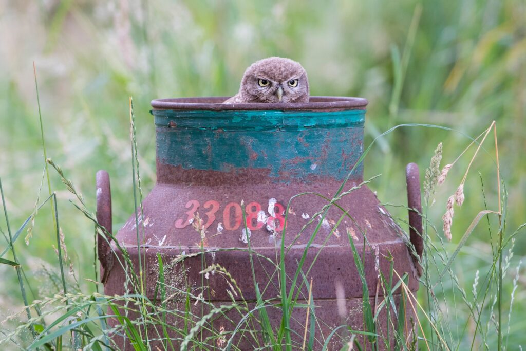 Jaar van de steenuil
