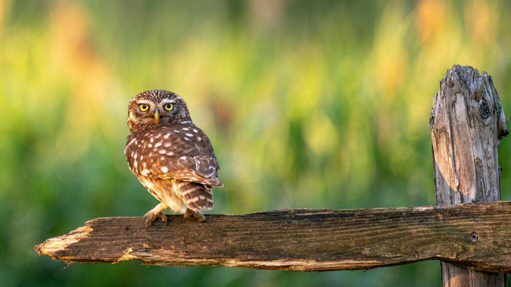 Jaar van de steenuil